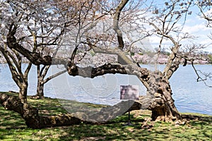 Cork tree is a protected tree at the tidal basin in Washington DC