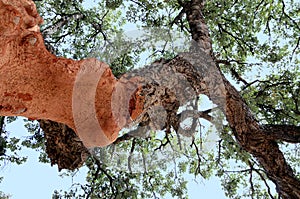 Cork tree - quercus suber