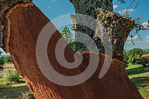 Cork tree trunk with the bark removed