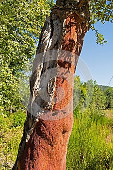 Cork Tree in Tuscany, Italy