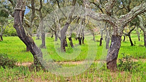 Cork trees