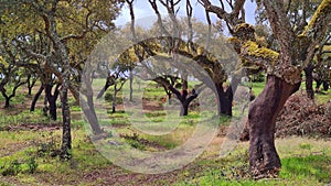 Cork trees