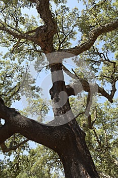 Cork trees