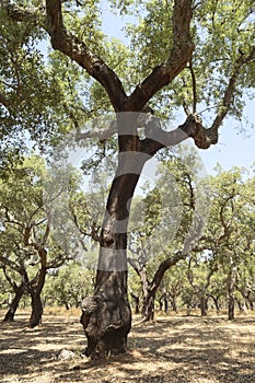 Cork trees