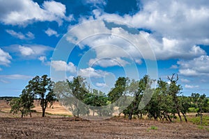 Cork trees in Alentejo Portugal