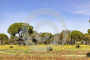 Cork trees in the Algarve region