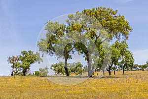 Cork trees in a farm field in Vale Seco, Santiago do Cacem photo