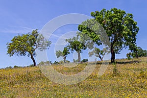 Cork trees in a farm field in Vale Seco, Santiago do Cacem photo