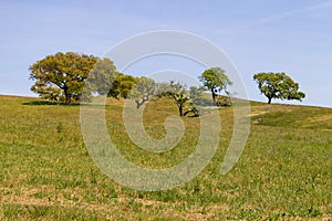 Cork trees in a farm field in Vale Seco, Santiago do Cacem photo