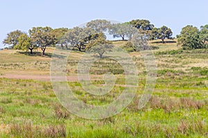 Cork trees in a farm plantation in Vale Seco, Santiago do Cacem