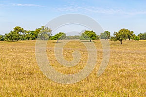 Cork trees in a farm plantation in Vale Seco, Santiago do Cacem