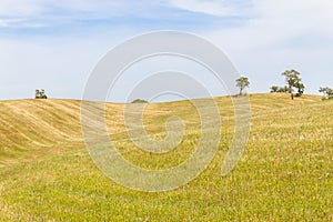 Cork trees in the field in Santiago do Cacem