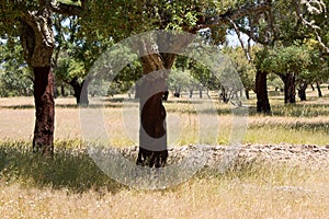 Cork trees forest