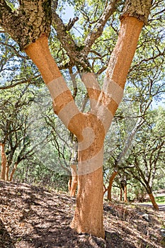 Cork trees in Portuguese Algarve