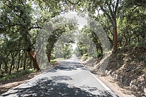 Cork trees and road in the forest