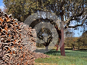 Cork trees in southern Europe