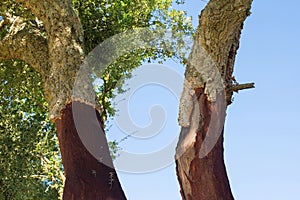 Cork Trees in Tuscany, Italy