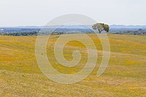 Cork trees in a yellow flowers field in Vale Seco, Santiago do C