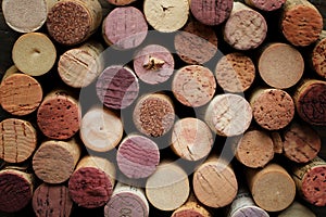 Cork wine photo