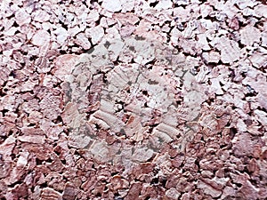 Cork wood extreme close-up macro pattern image