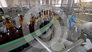 Corked beer bottles are moving on conveyor belt in brewing factory