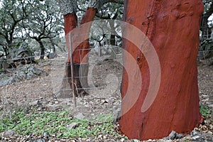 Corks oak without cork. Cork oak grove