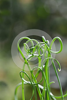 Corkscrew albuca Frizzle Sizzle