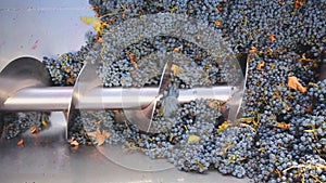 Corkscrew crusher destemmer in winemaking with cabernet grapes