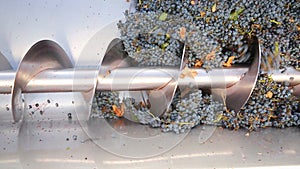 Corkscrew crusher destemmer in winemaking with cabernet grapes