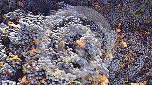 Corkscrew crusher destemmer in winemaking with cabernet grapes