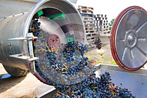 Corkscrew crusher destemmer winemaking with grapes