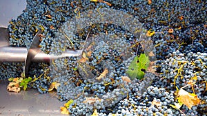 Corkscrew crusher destemmer winemaking with grapes