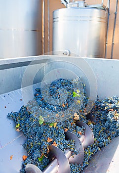Corkscrew crusher destemmer winemaking with grapes