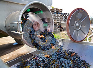 Corkscrew crusher destemmer winemaking with grapes photo