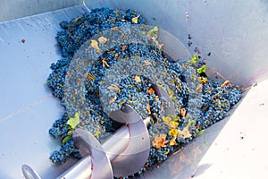 Corkscrew crusher destemmer winemaking with grapes photo
