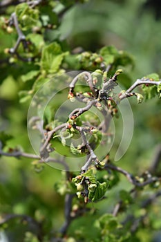 Corkscrew hazel