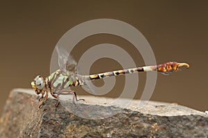 Corkscrew Hooktail, Paragomphus elpidius
