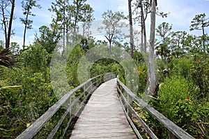 Corkscrew Swamp Sanctuary