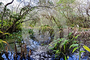 Corkscrew Swamp Sanctuary Wetland