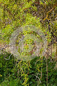 Corkscrew Twisted branches Dragon's-claw willow and Common Nettl