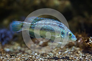 Corkwing wrasse Symphodus melops.