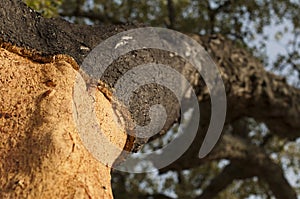 A corkwood tree