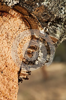 A corkwood tree