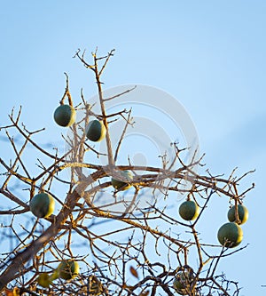 Corky Bark Monkey Orange Fruit