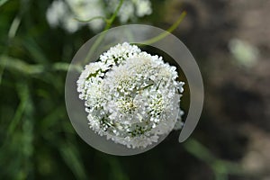 Corky-fruited water-dropwort