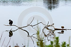 Cormarant and duck perched on dry branch with reflections in water