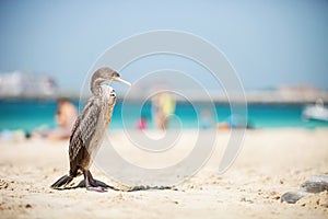 Cormoran bird resting on sunny beach photo