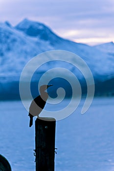 Cormoran bird sits on a pier in winter photo