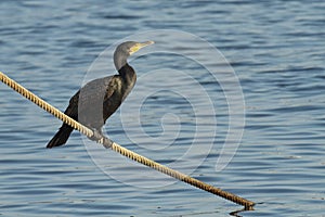 Cormoran / Cormorant photo