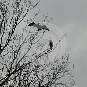 Cormorano gotico photo